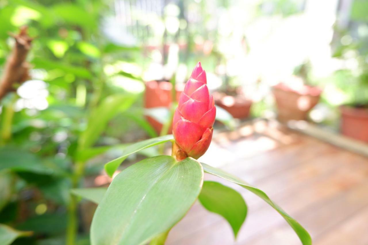 Mon Lodge & Yoga Donmueang Bangkok Eksteriør bilde